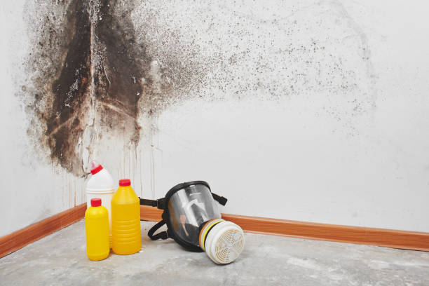 Best Industrial Mold Remediation  in Enosburg Falls, VT